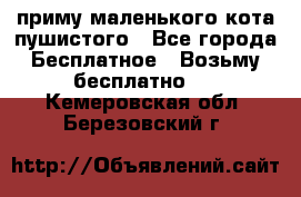 приму маленького кота пушистого - Все города Бесплатное » Возьму бесплатно   . Кемеровская обл.,Березовский г.